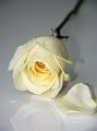 © Bloemen en planten 20 